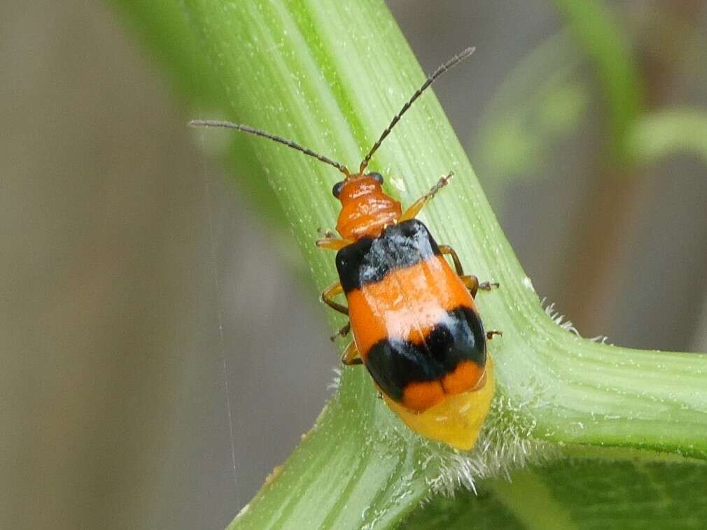 Image of Stethopachys formosa