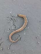 Image of Palespotted Eel