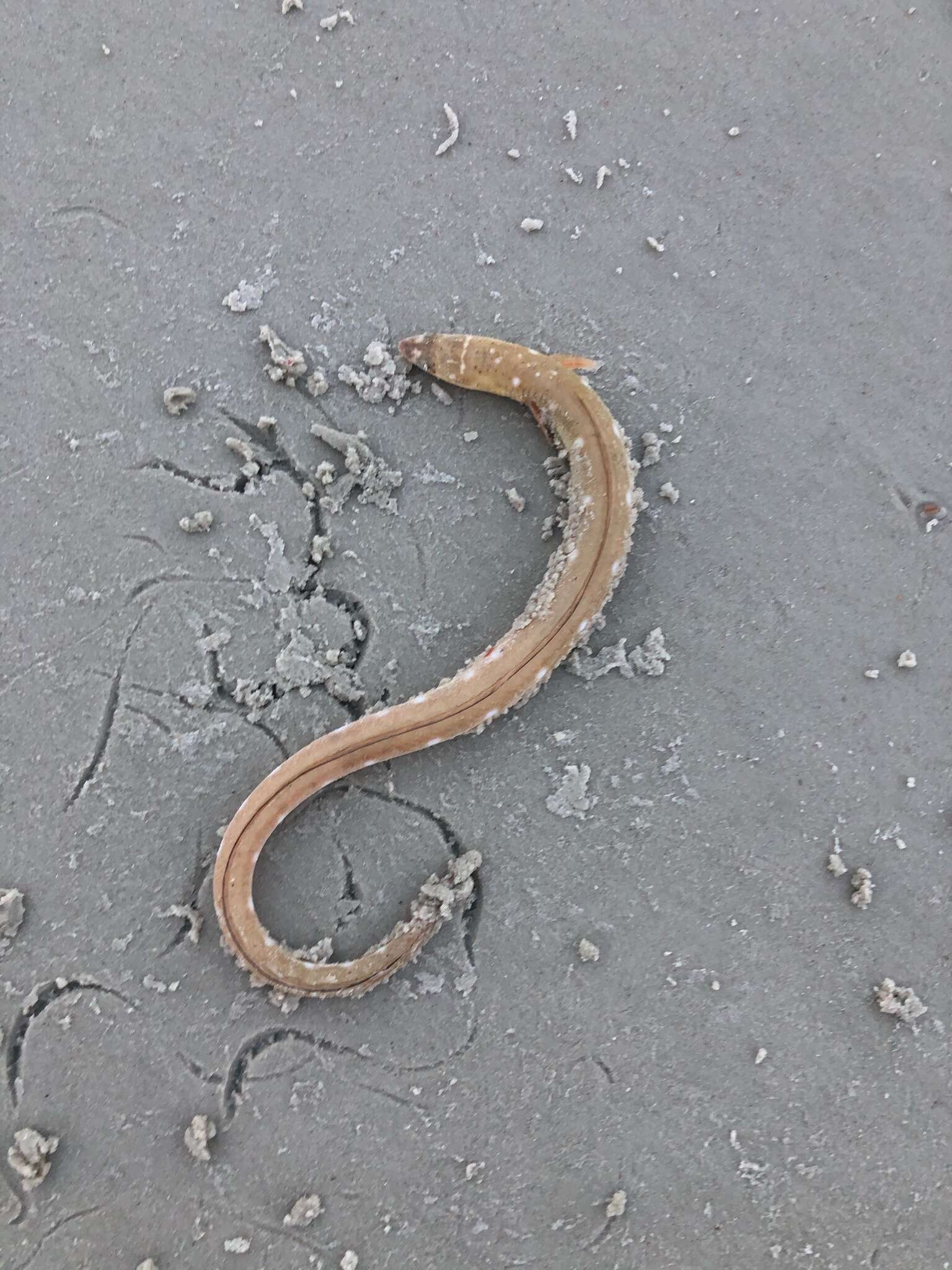 Image of Palespotted Eel