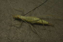 Image of Thin-lined Tree Cricket