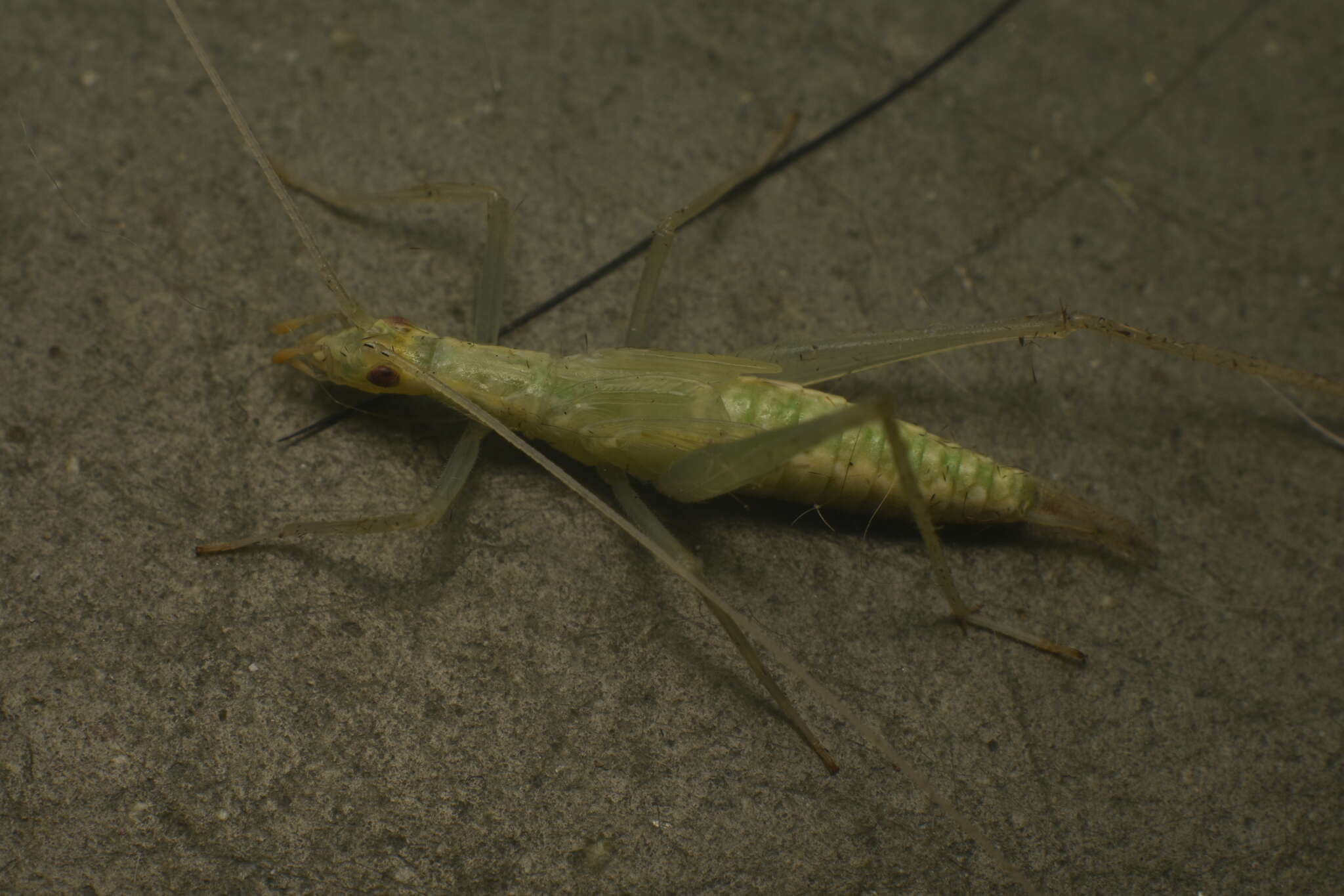 Image of Thin-lined Tree Cricket