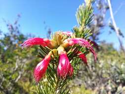 Image de Melaleuca valida (S. Moore) Craven & R. D. Edwards