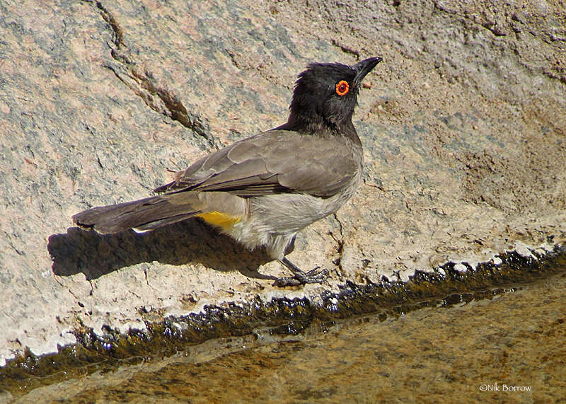Image of African Red-eyed Bulbul