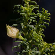 Image of Psoralea aculeata L.