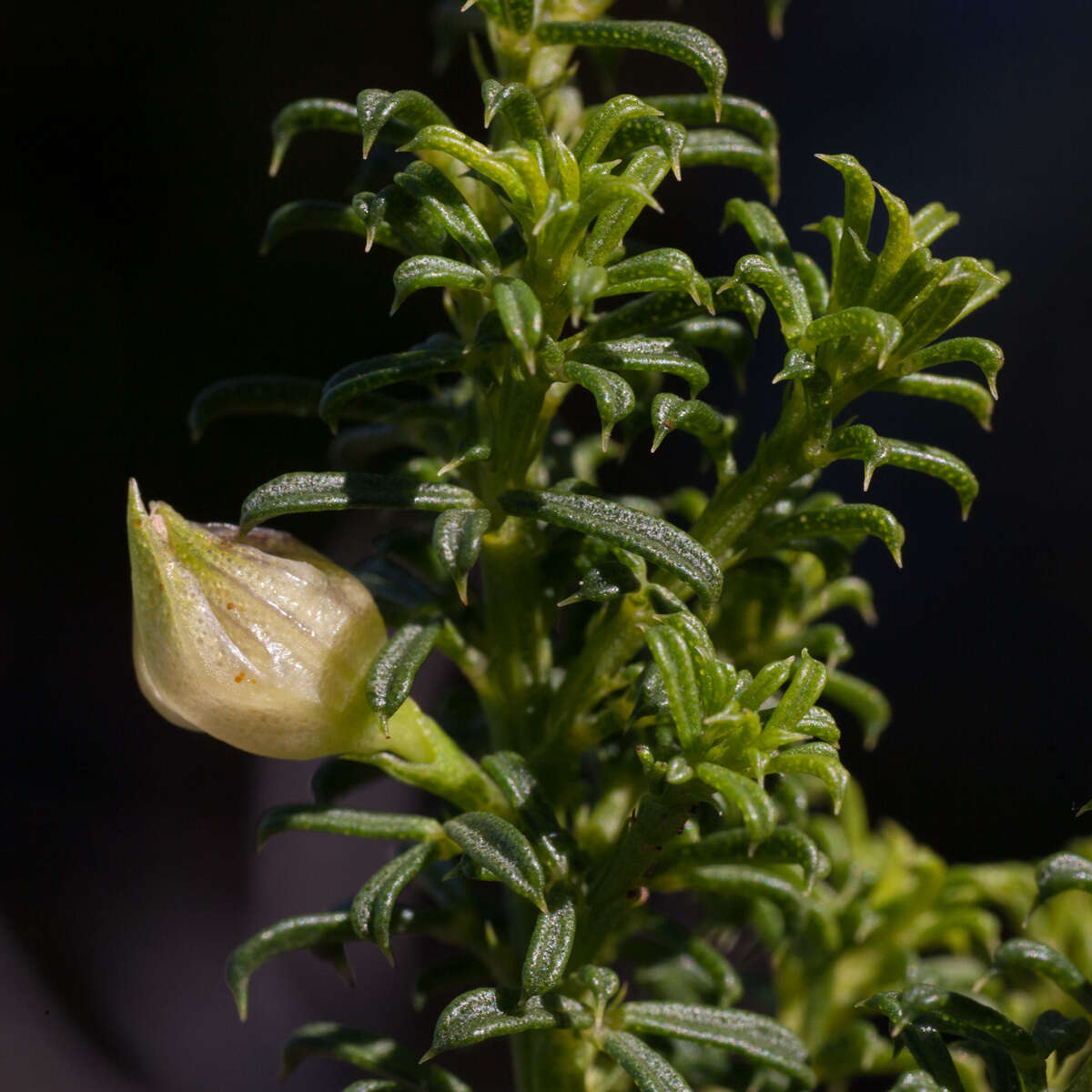 Image of Psoralea aculeata L.