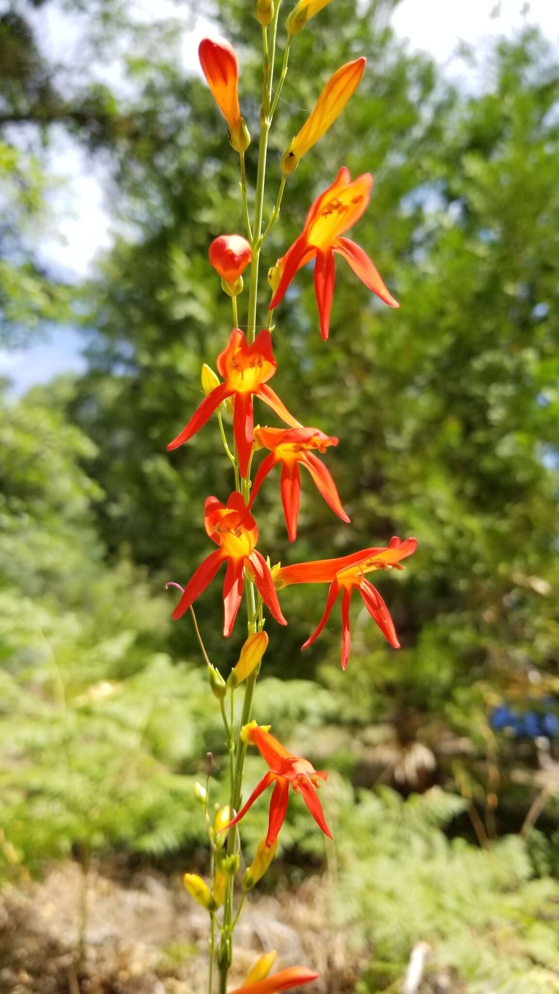 Sivun Penstemon labrosus (A. Gray) Mast. ex Hook. fil. kuva