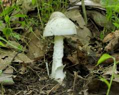 Image of Volvate amanita