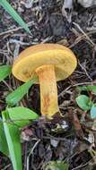 Image of Boletus aurantiosplendens T. J. Baroni 1998