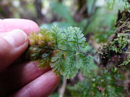 Image of Hymenophyllum sanguinolentum (G. Forst.) Sw.