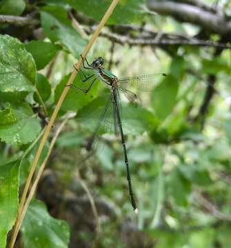 Image of Eastern Willow Spreadwing