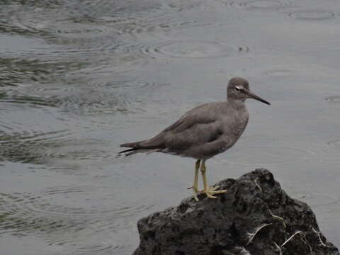 Image of Wandering (Alaskan) Tattler