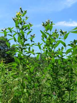 Image of Hypericum ascyron subsp. pyramidatum (Dryand. ex Ait.) N. Robson