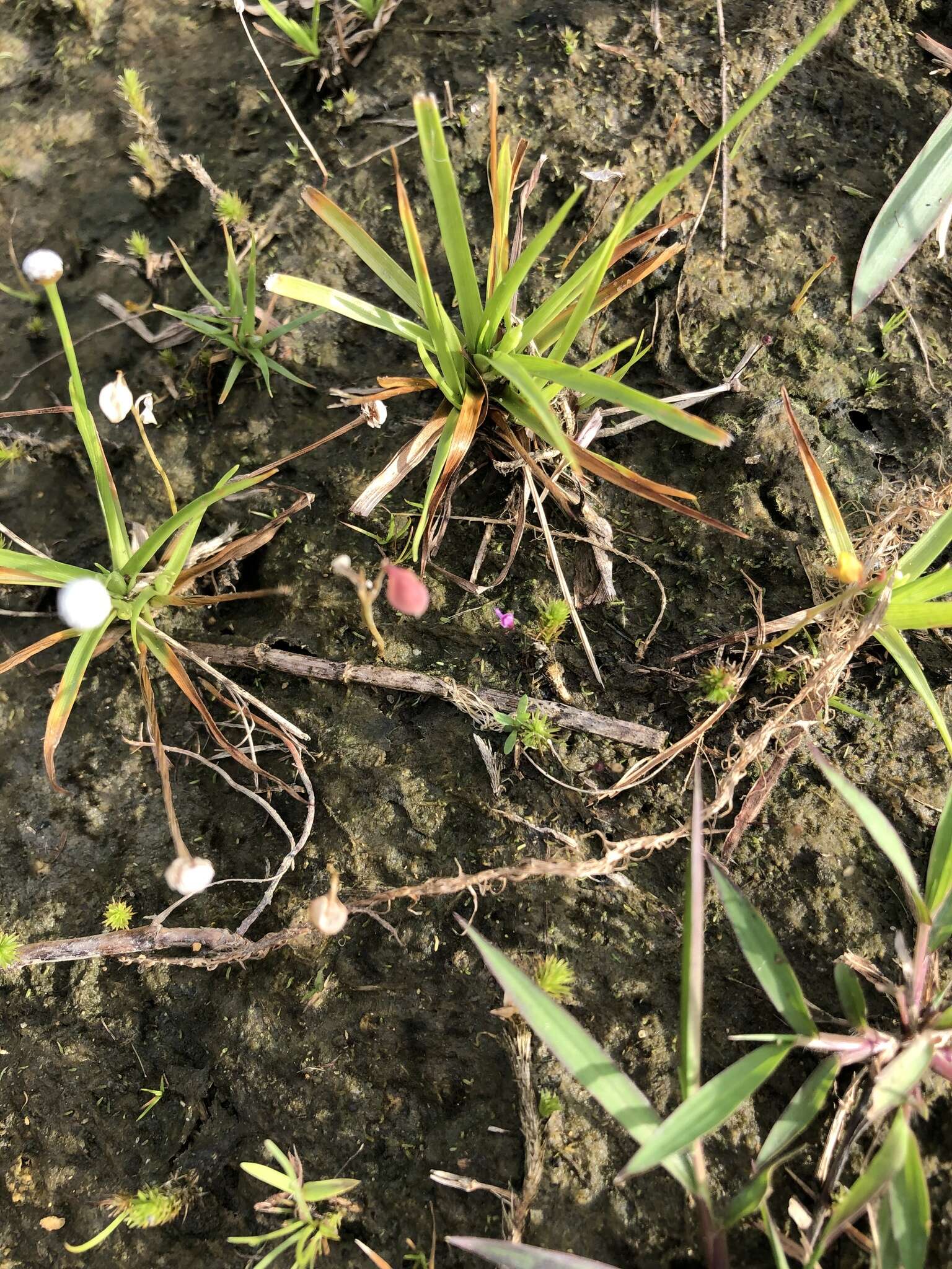 Image de Utricularia minutissima Vahl