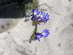 Image de Lobelia comosa L.