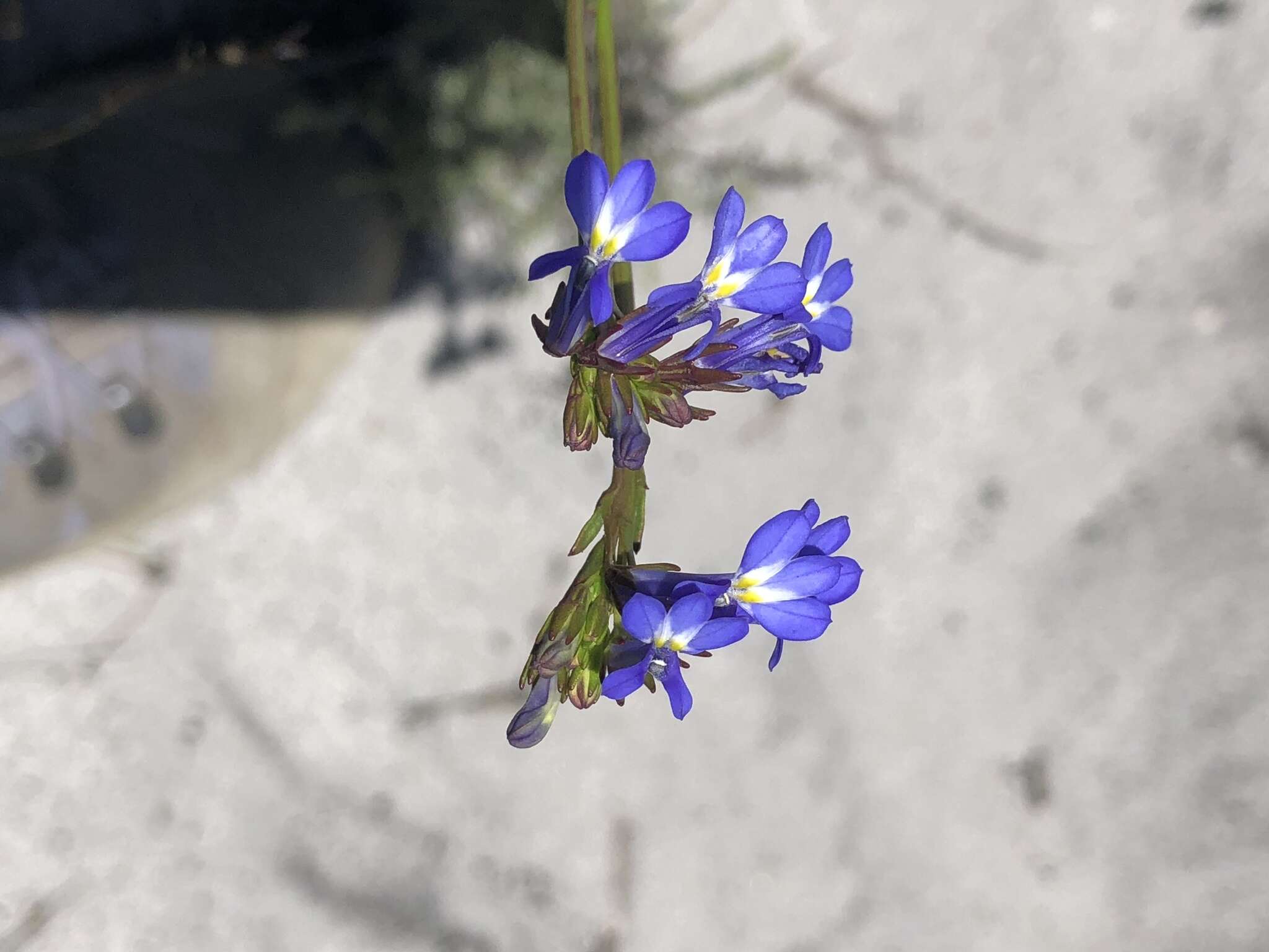 Image de Lobelia comosa L.