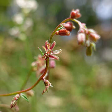 Image of Gonocarpus humilis Orchard