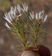 صورة Polycarpaea spirostylis F. Müll.