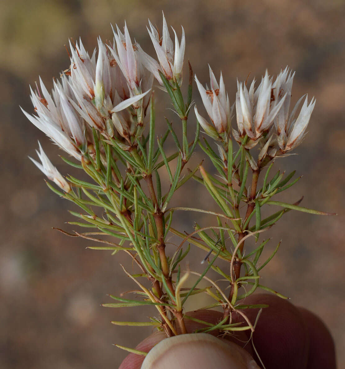 صورة Polycarpaea spirostylis F. Müll.