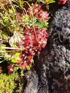 Drosera montana var. tomentosa (St. Hil.) Diels的圖片