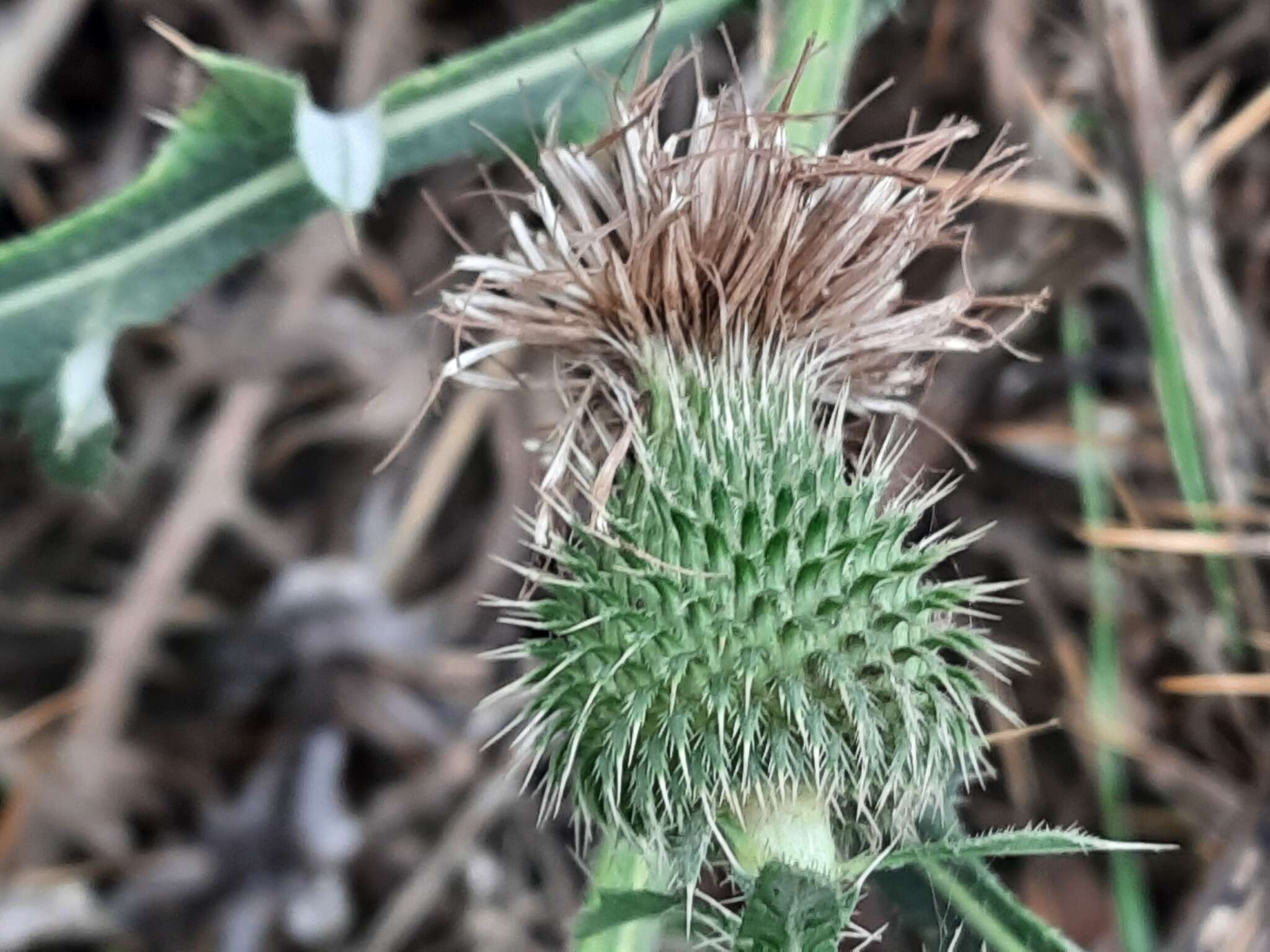 Слика од Cirsium ciliatum (Murray) Moench