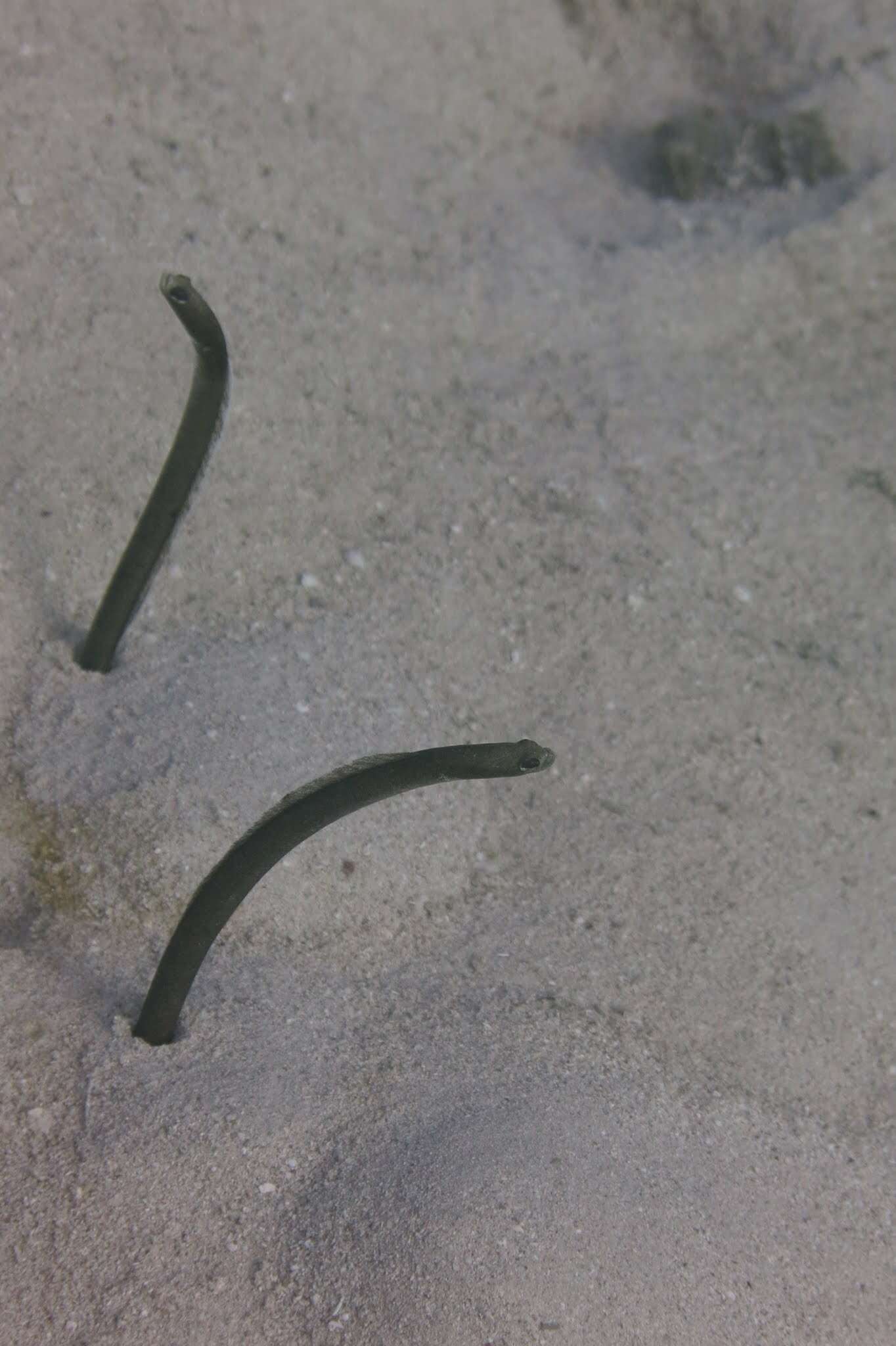 Image of Brown Garden Eel