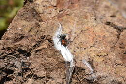 Image of Phidippus phoenix Edwards 2004