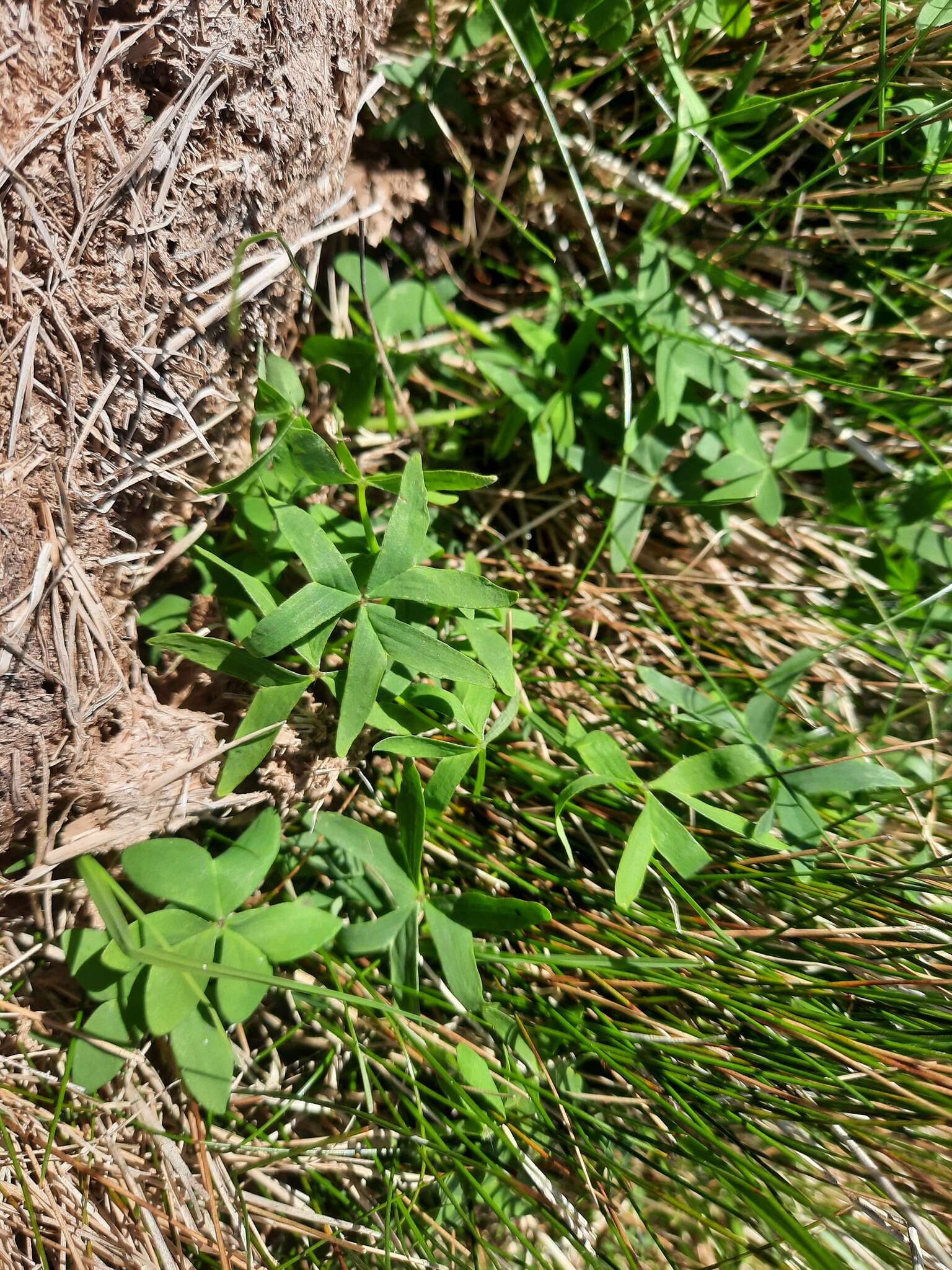 Sivun Oxalis bipartita A. St.-Hil. kuva