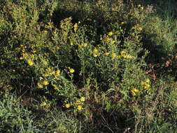 Image of Jacobaea erucifolia subsp. erucifolia