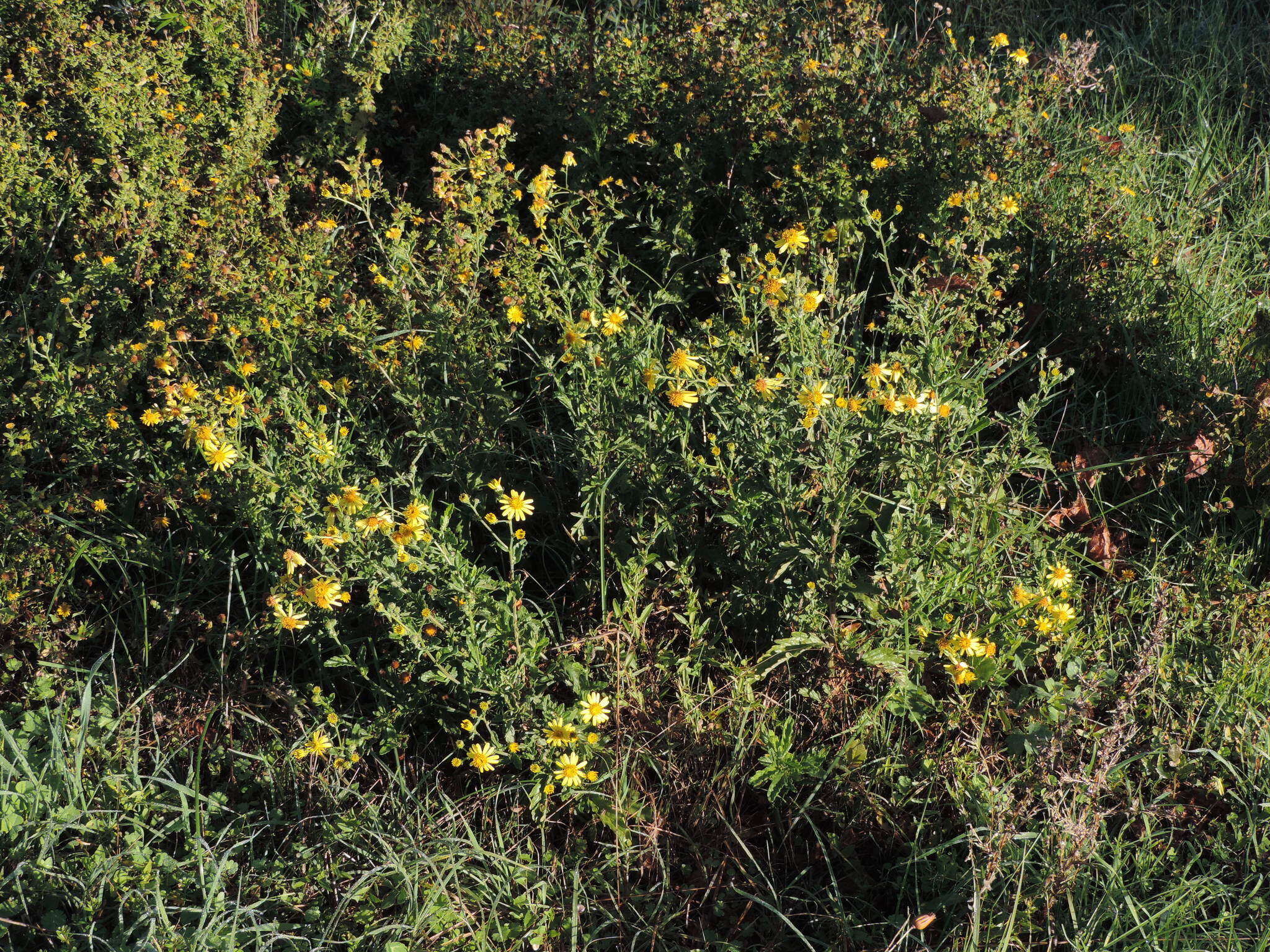 Plancia ëd Jacobaea erucifolia subsp. erucifolia