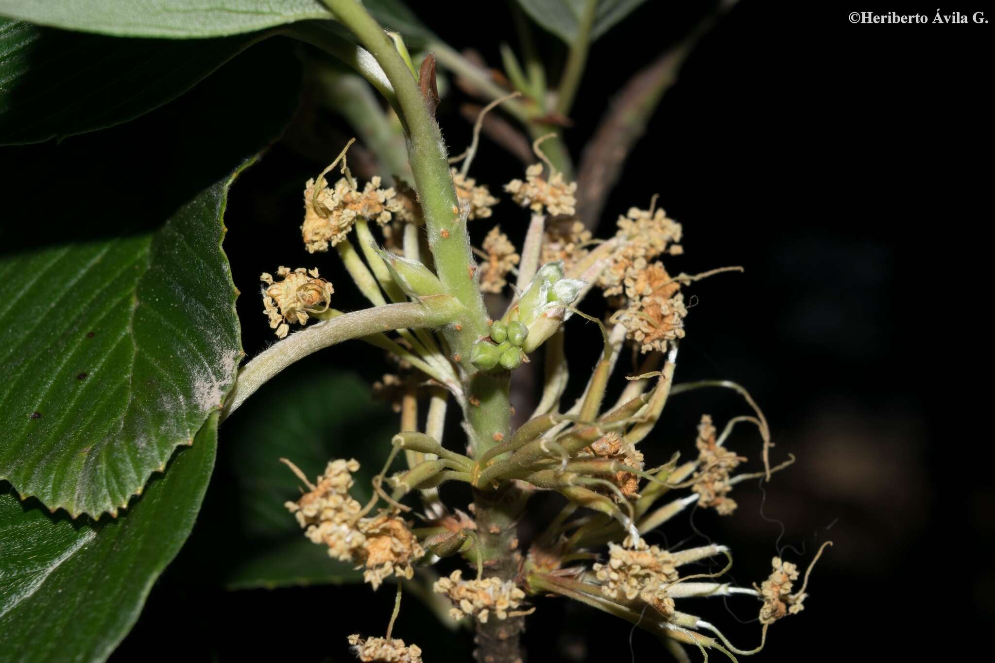 Cercocarpus macrophyllus C. Schneid.的圖片