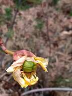 Imagem de Cochlospermum regium (Mart. & Schr.) Pilger