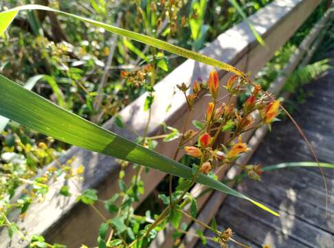 Plancia ëd Hypericum undulatum Schousboe ex Willd.