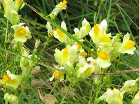 Image of Common Toadflax