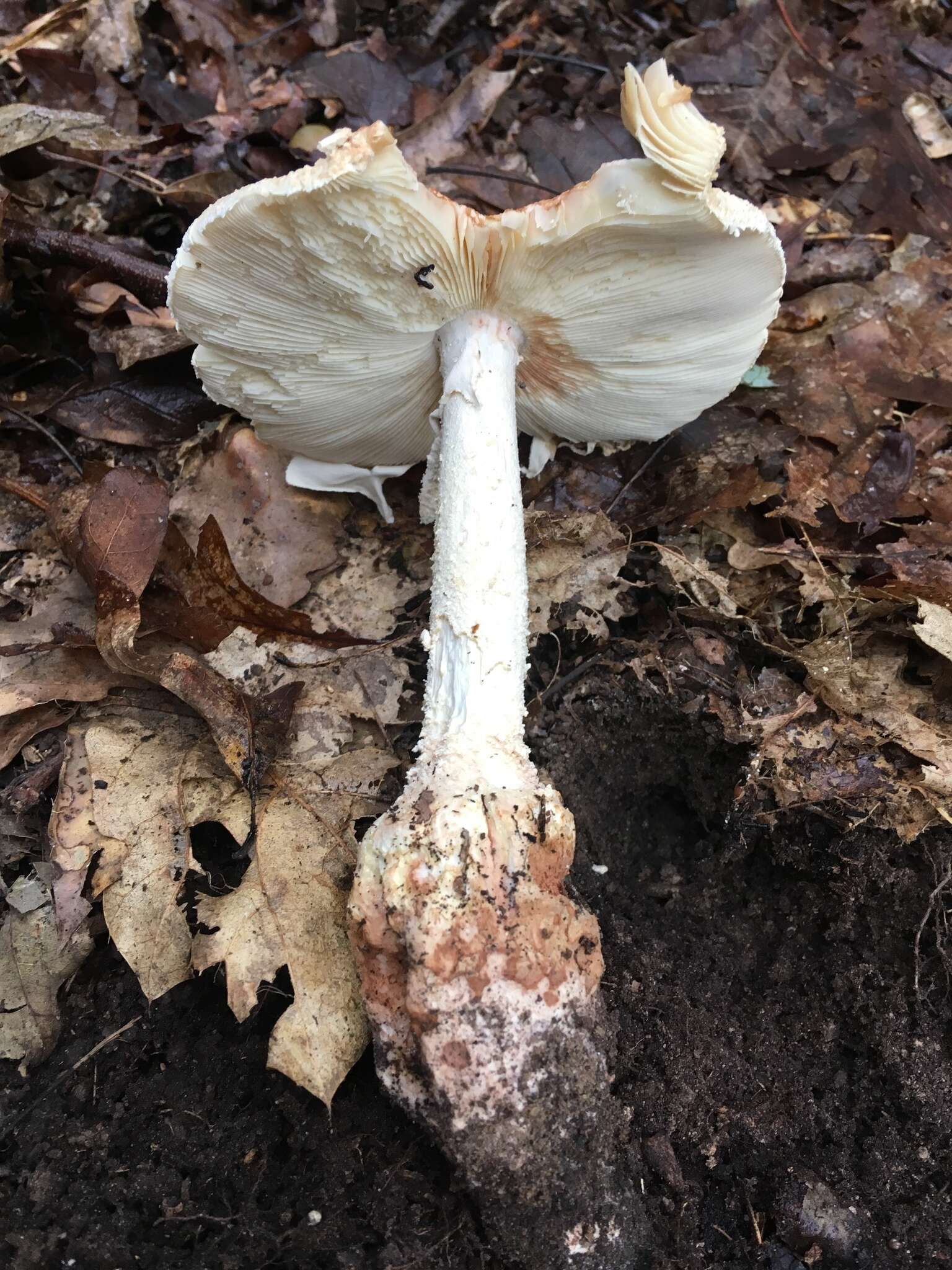 Plancia ëd Amanita subsolitaria (Murrill) Murrill 1941