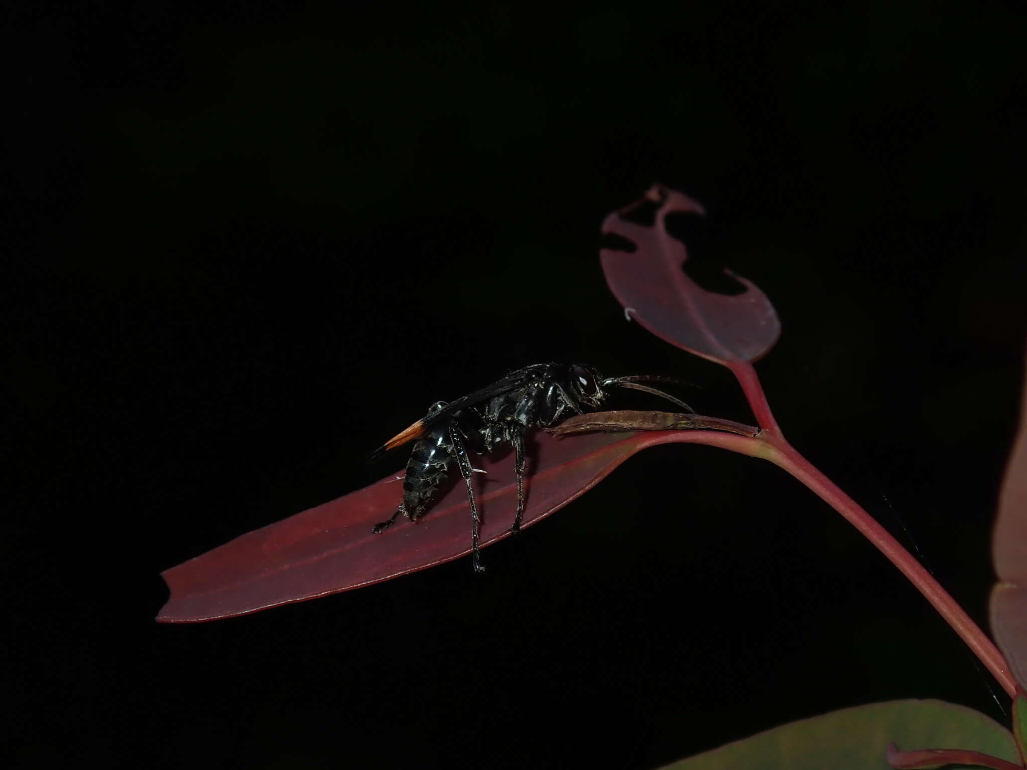 صورة Calopompilus