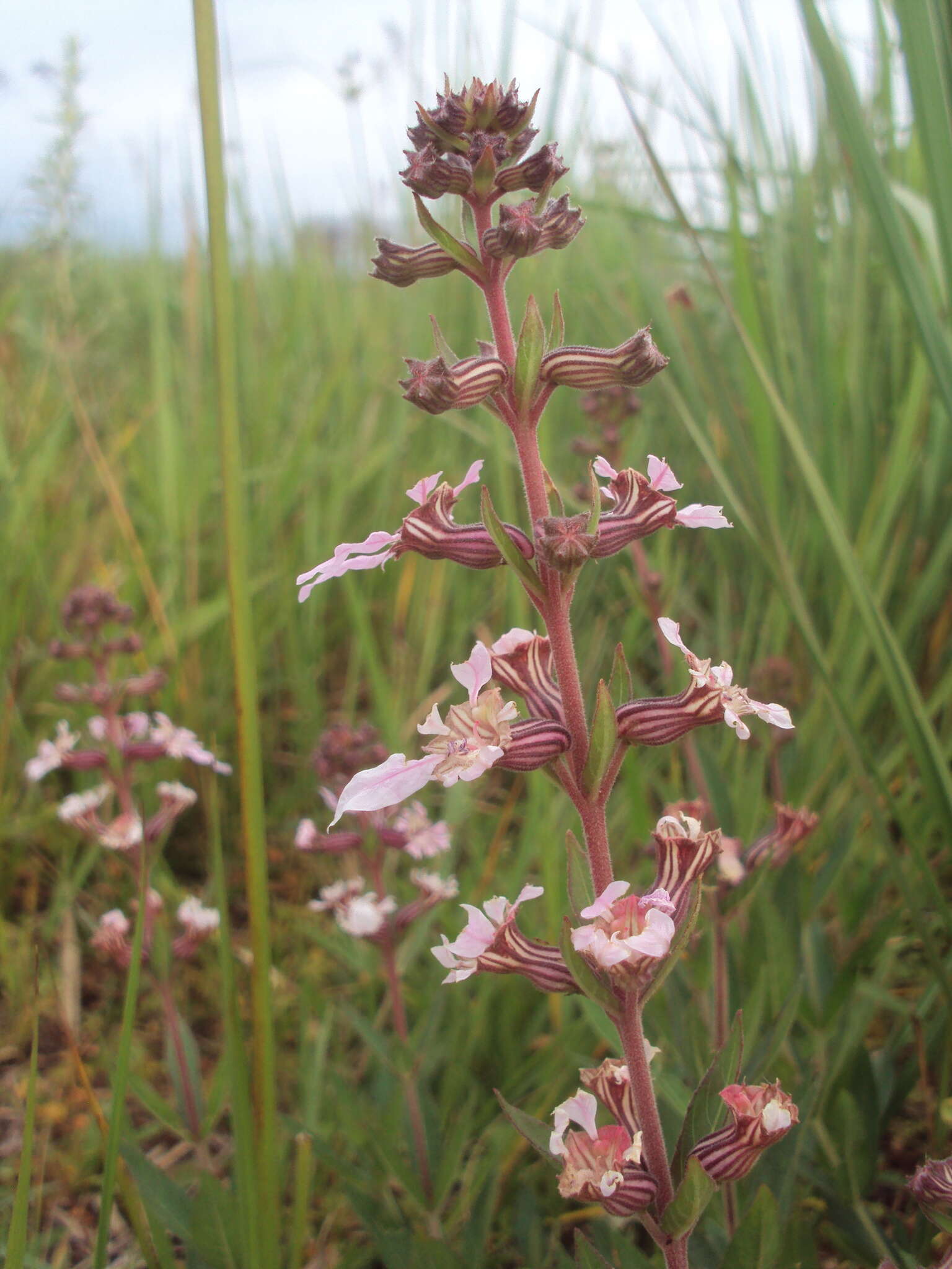 Cuphea lysimachioides Cham. & Schltdl.的圖片