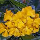 صورة Rhododendron lowii Hook. fil.