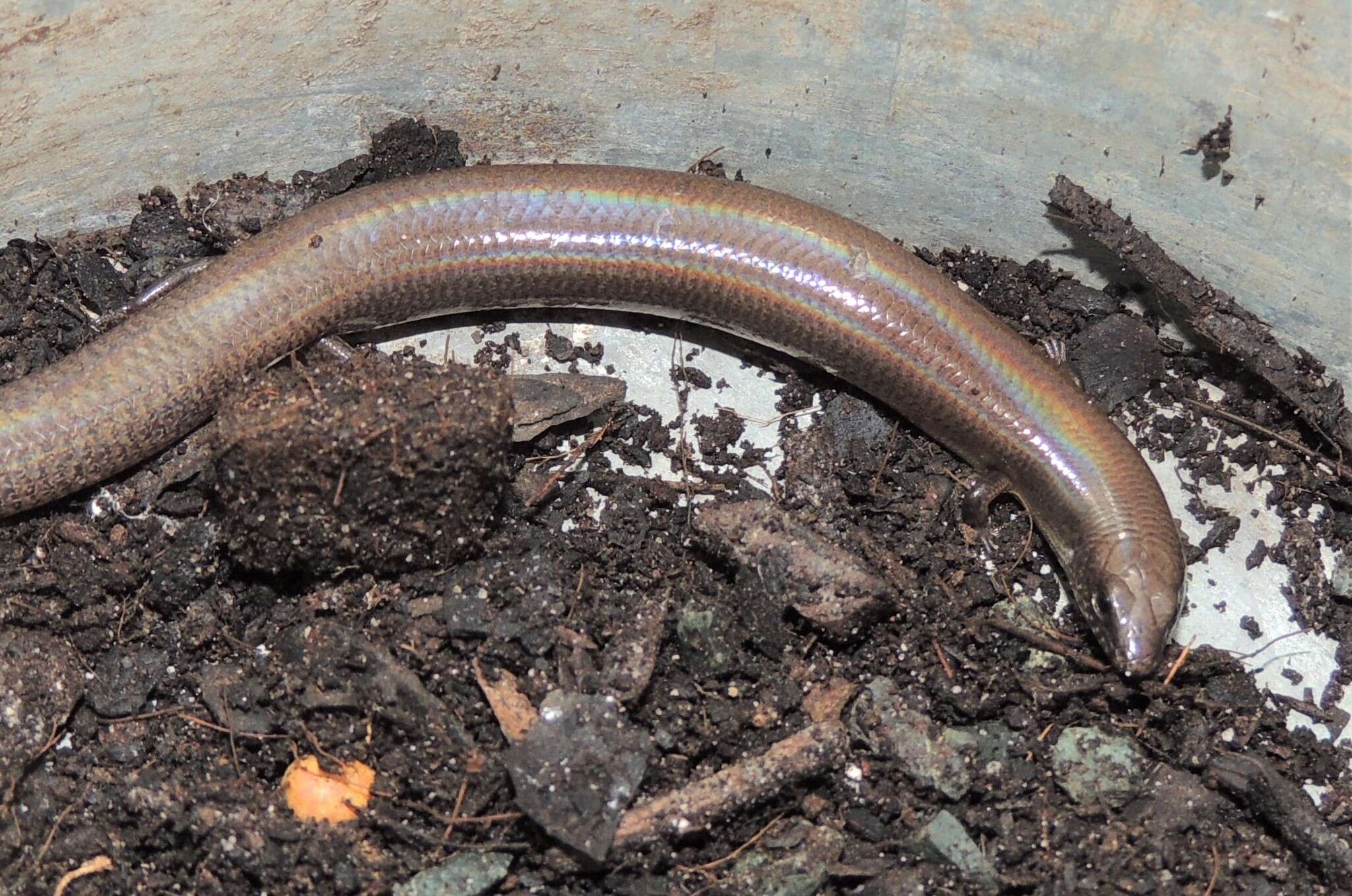 Image of Fine-spotted Mulch-skink