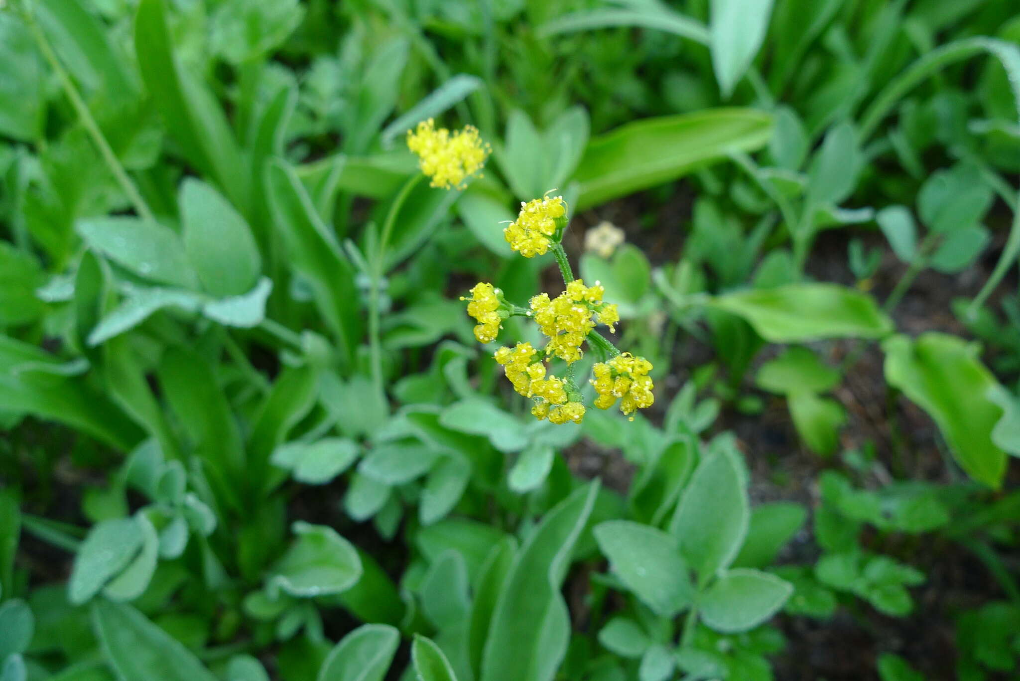 Image de Tauschia stricklandii (Coult. & Rose) Mathias & Constance