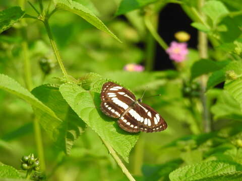 Image of Neptis hylas papaja Moore 1874