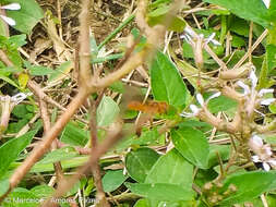 Image of Trigona chanchamayoensis Schwarz 1948