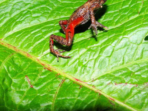 Image of Eleutherodactylus jaliscoensis Grünwald, Reyes-Velasco, Franz-Chávez, Morales-Flores, Ahumada-Carrillo, Jones & Boissinot 2018