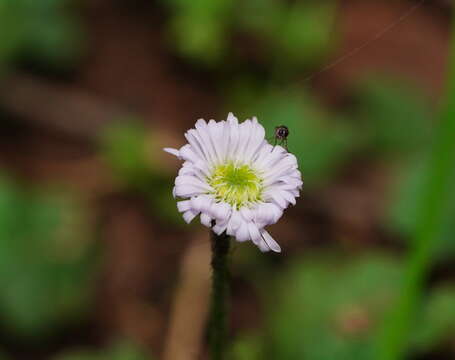 Image of Lagenophora stipitata (Labill.) Druce