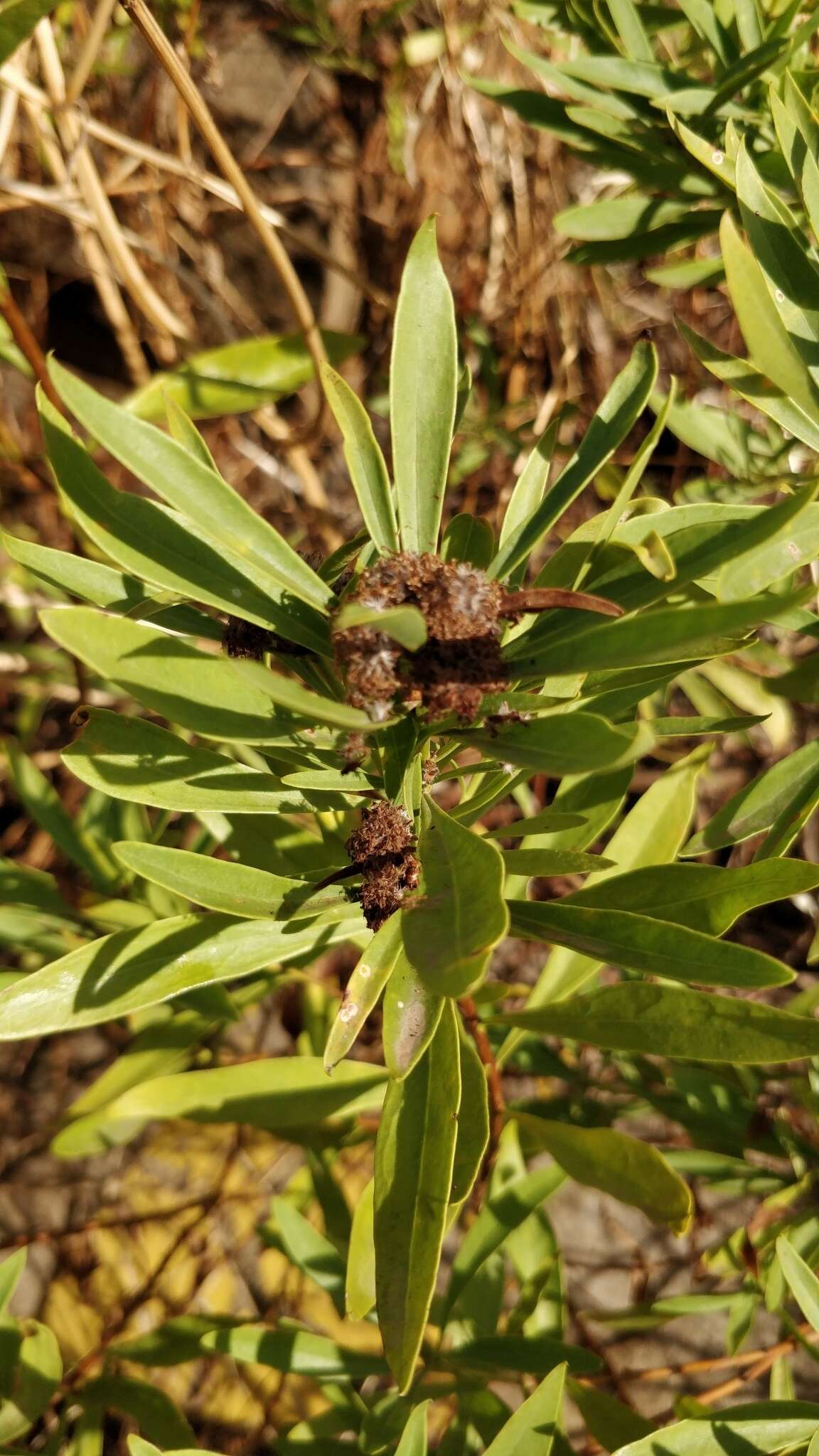 Image of Globularia salicina Lam.