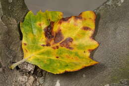 Image of Plane anthracnose