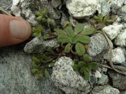 Image of Myosotis lyallii subsp. lyallii