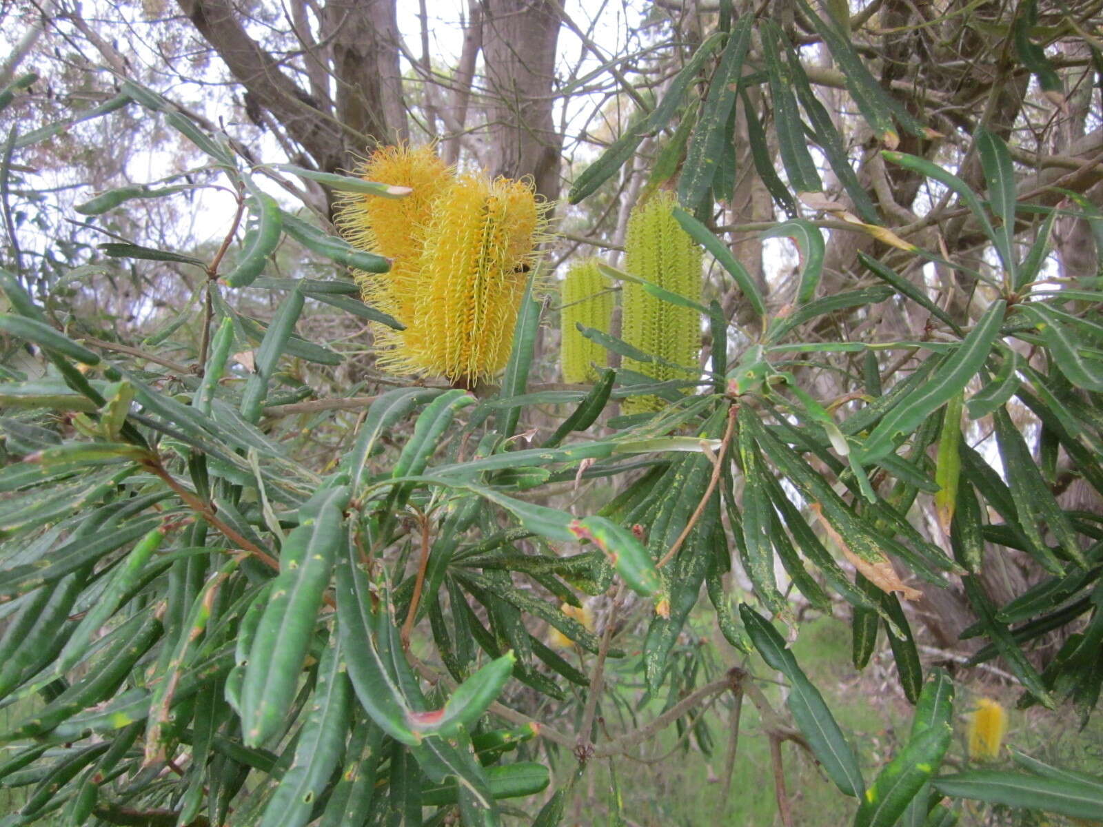 Image of Banksia seminuda (A. S. George) B. L. Rye