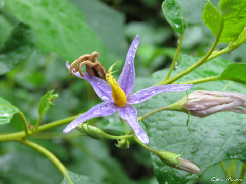 Слика од Solanum paludosum Moric.