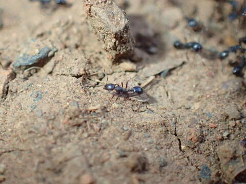 Image of Monomorium paternum Bolton 1987