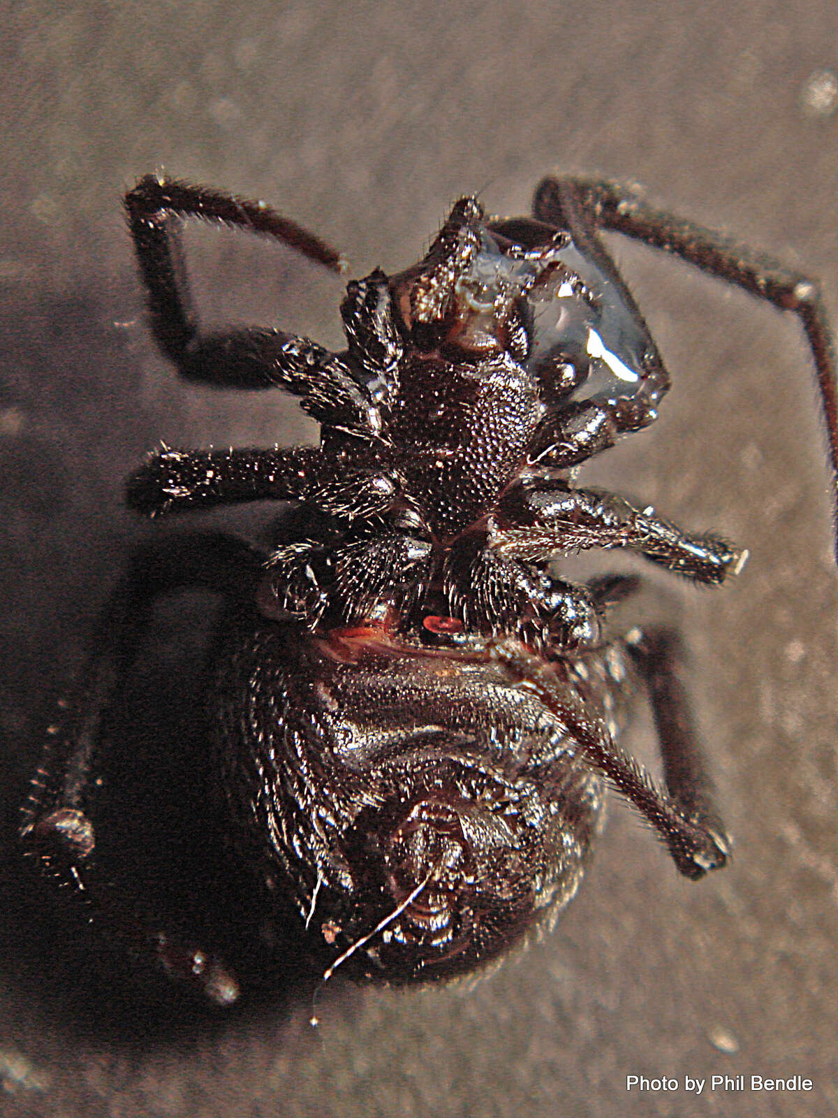 Image of Cobweb weaver